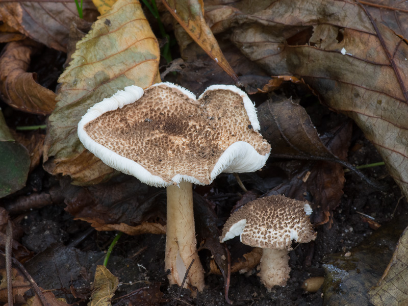 Lepiota echinacea